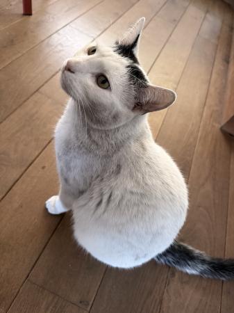 Mochi