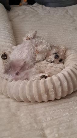 Toby