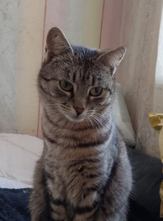 Tigera