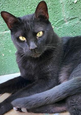 Duque