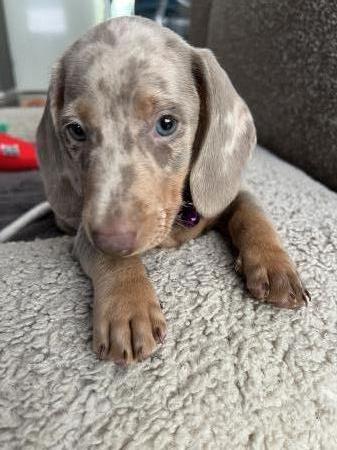 Teddy