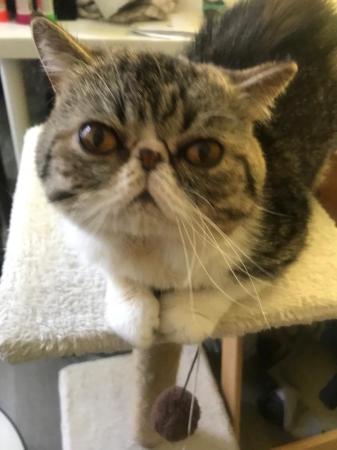 Loki