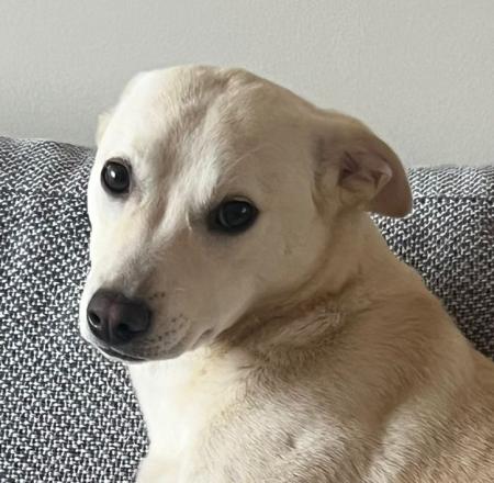 Dolly