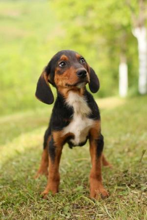 Murphy