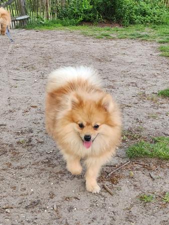 Ralf