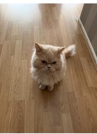 Simba