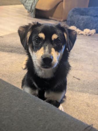 Milo