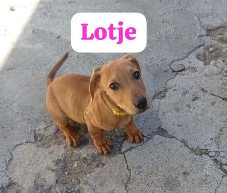 Lotje