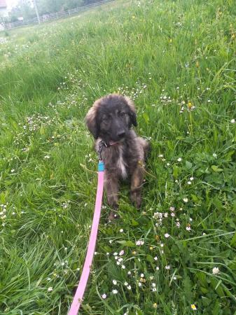 Cissa