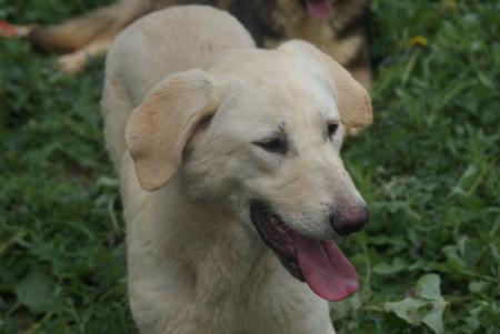 Sheeba