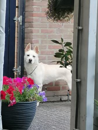 Bowie