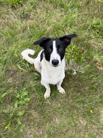 Snoopy