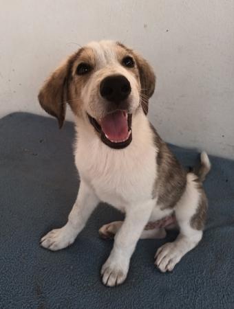 Milo