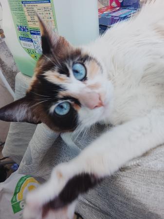 Mimi