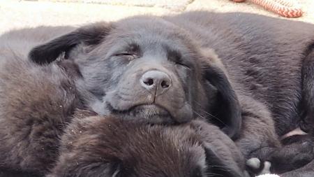 Puppies