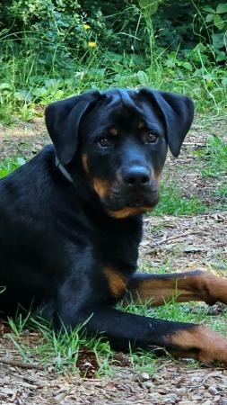Ollie