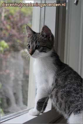 Kiko