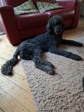 Lizzy