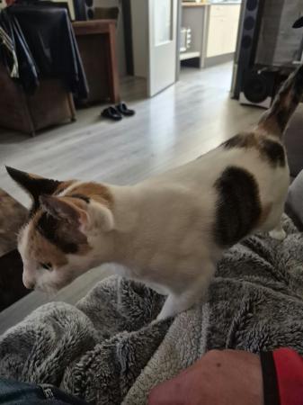 Amy