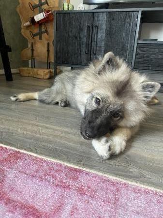 Bodhi