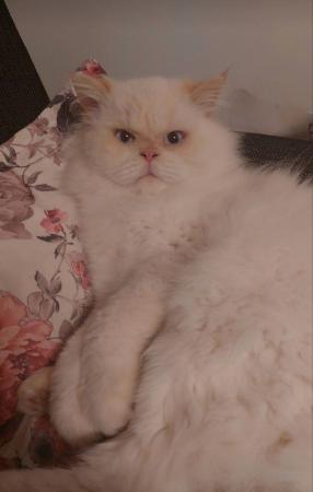 Pasha