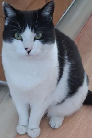 Pesow