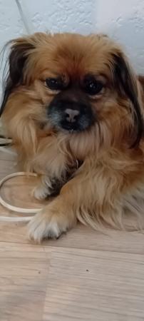 Penny