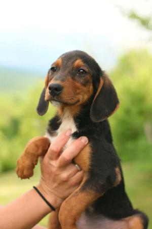 Murphy