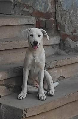 Lilly