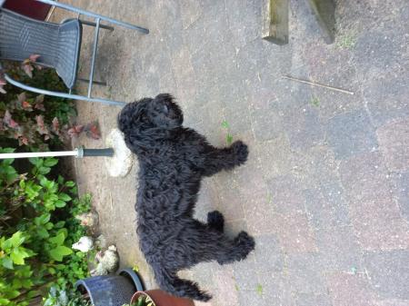 Teddy