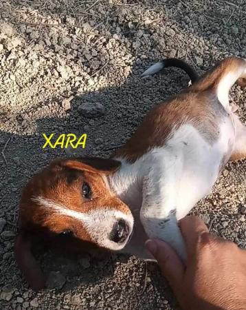 Xara