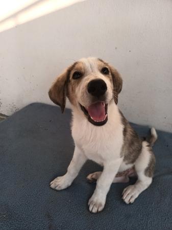 Milo