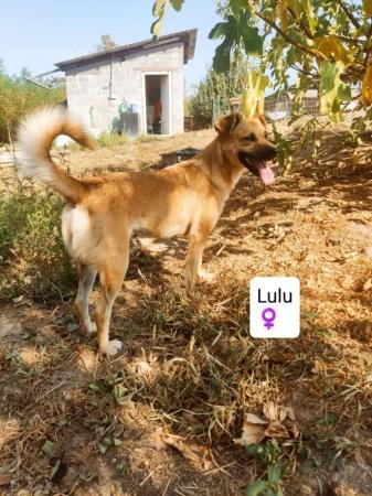 Lulu