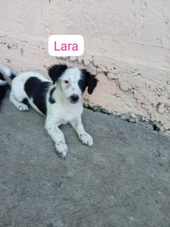 Lara