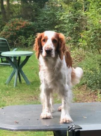 Chico