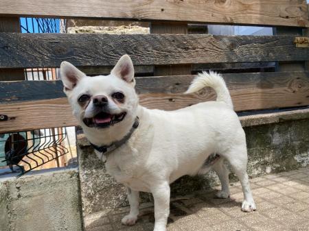 Chispi