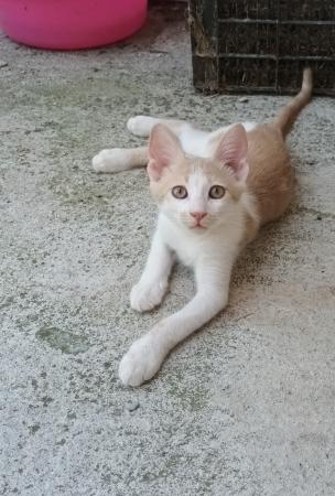 Bruno