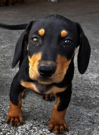 Jack