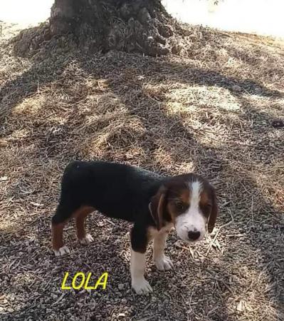 Lola