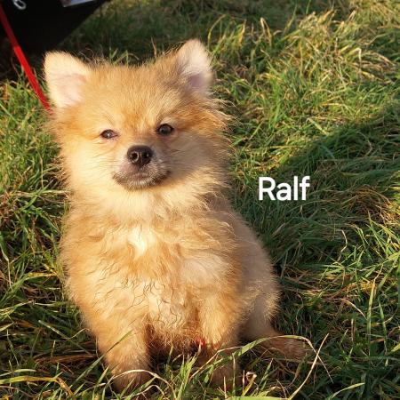 Ralf