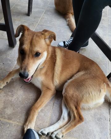 Benji