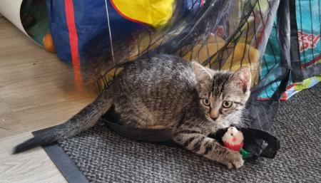 Kitten